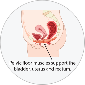 Pelvic Floor Muscles