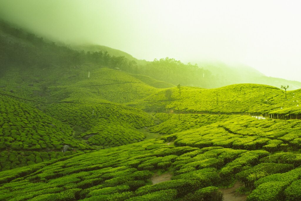 matcha green tea has relaxation benefits - green fields