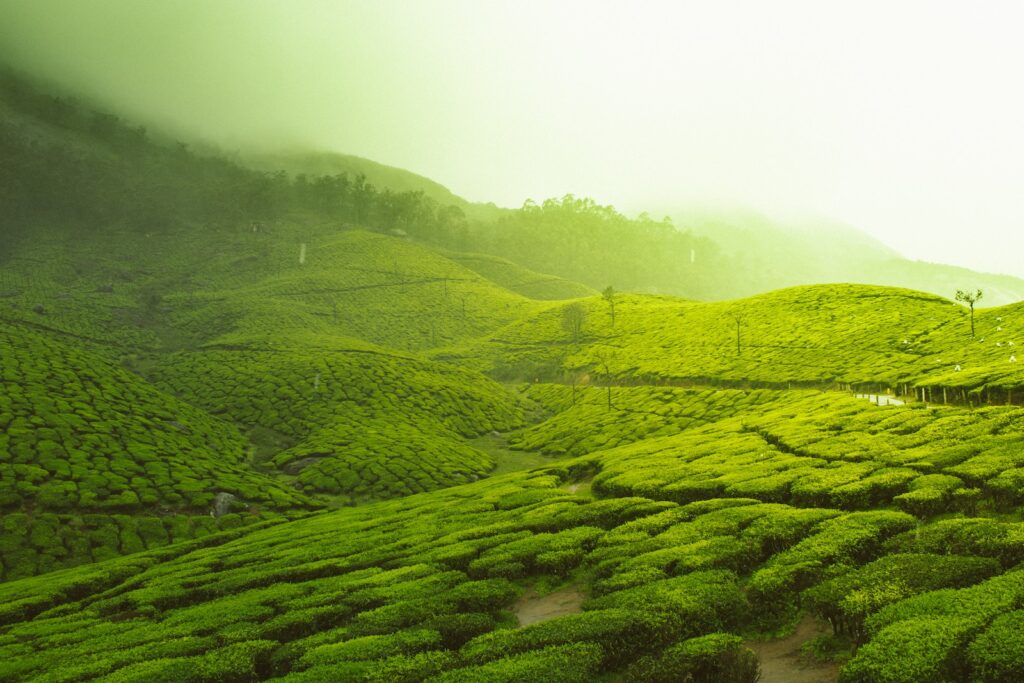 matcha green tea has relaxation benefits - green fields