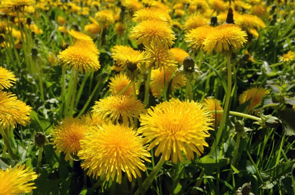 Reducing Water Weight with Dandelion